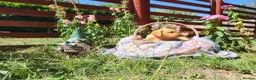 Springador dogs for sale: 6 beautiful springador Puppies fo4 sale - Advert 27