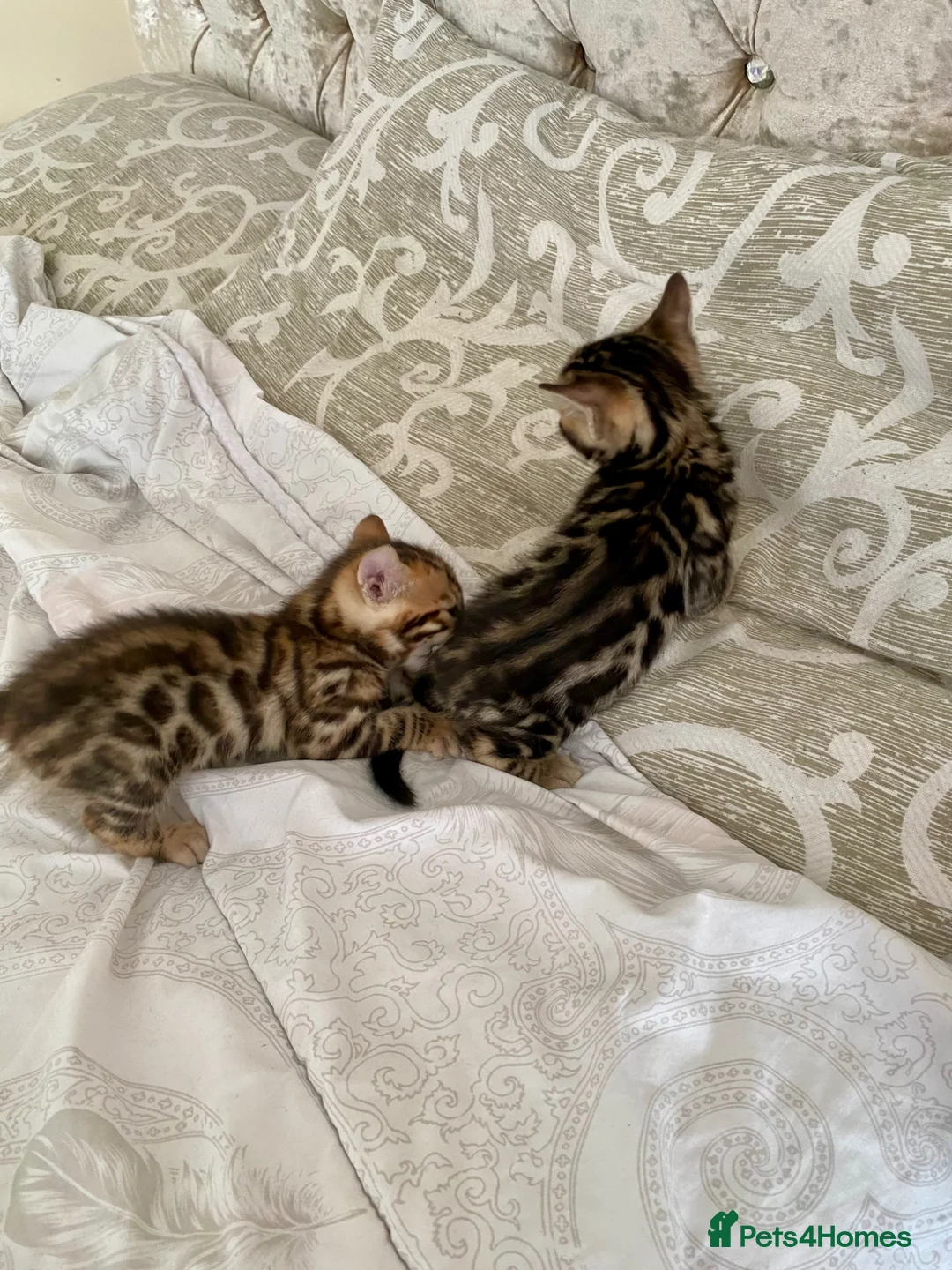 Bengal cats for sale: Pure Bengal Kittens - Advert 10