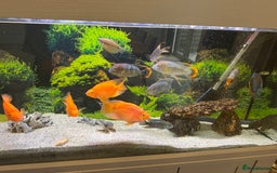 Cichlids fish for sale: Tropical fish  - Image 23