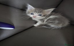 Mixed Breed cats for sale: Norwegian forest x kittens  - Image 4