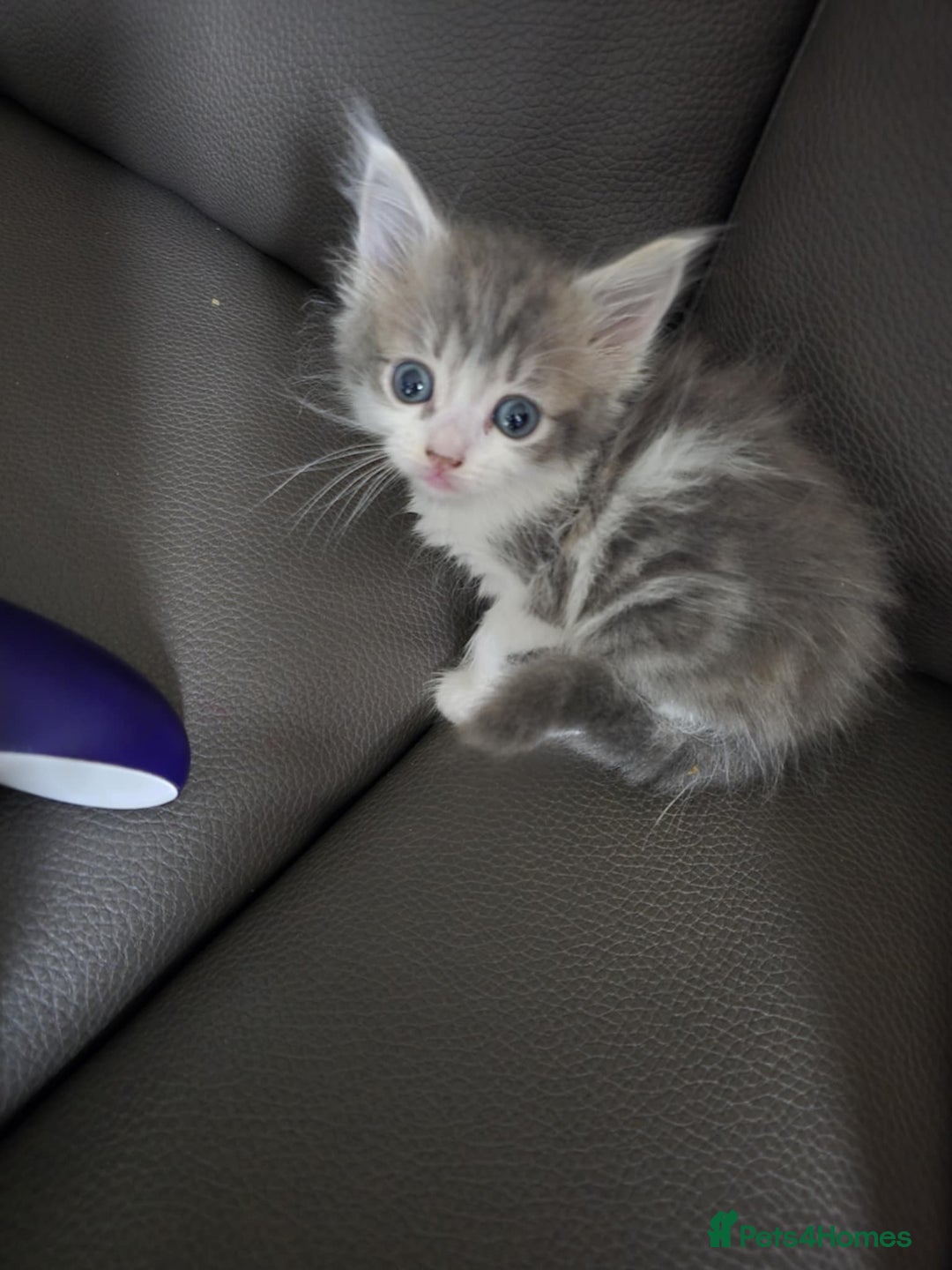 Mixed Breed cats for sale: Norwegian forest x kittens  - Image 4