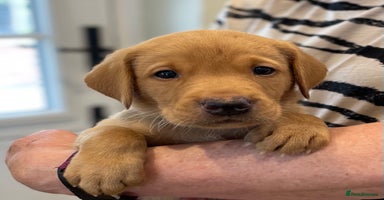 Labrador Retriever dogs - Advert 2