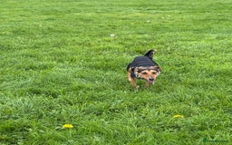 Mixed Breed dogs for sale: Rehoming our beloved puppy - 8 months old - Image 5
