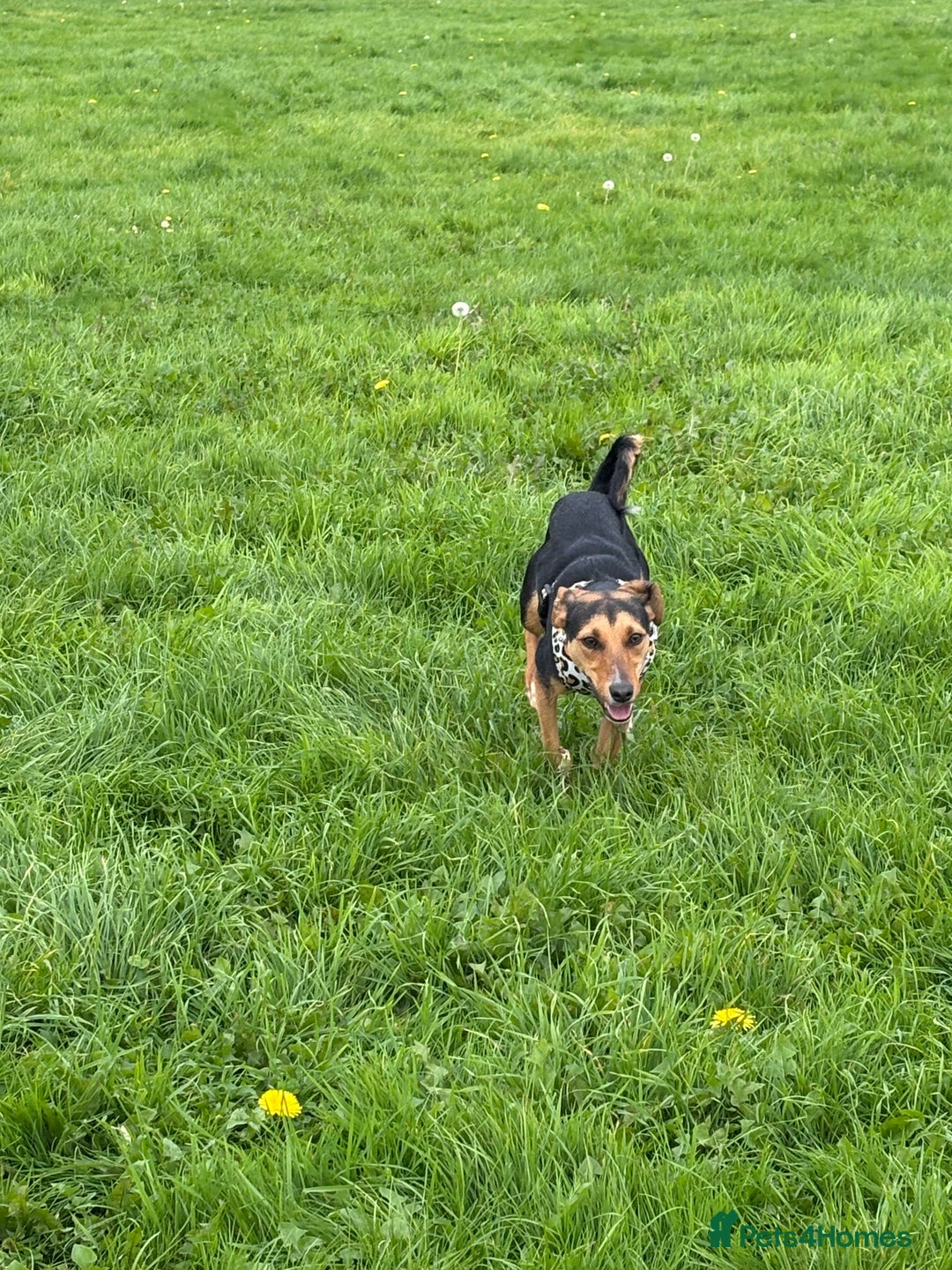 Mixed Breed dogs for sale: Rehoming our beloved puppy - 8 months old - Image 5