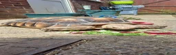 Tortoise reptiles for sale: Tortoise Rehoming  - Advert 1