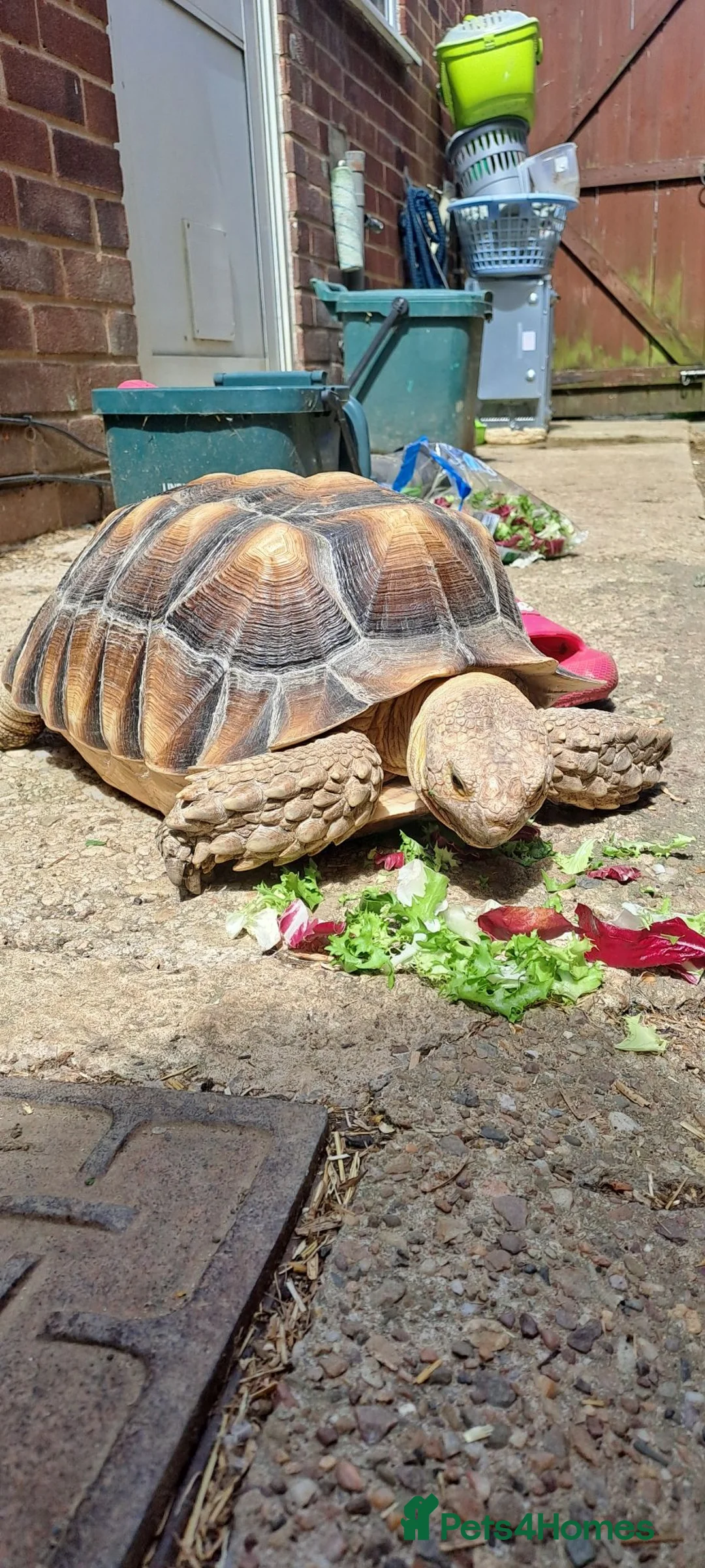 Tortoise reptiles for sale: Tortoise Rehoming  - Advert 1