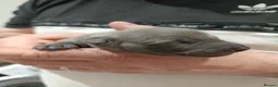 Whippet dogs for sale: KC Registered Whippet Puppies - Advert 8