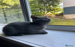 Russian Blue cats for sale: 🤎Healthy blue russians kitties so sweet - Image 6