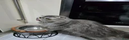 Scottish Fold cats for sale: Beautiful grey Female Scottish fold  - Advert 5