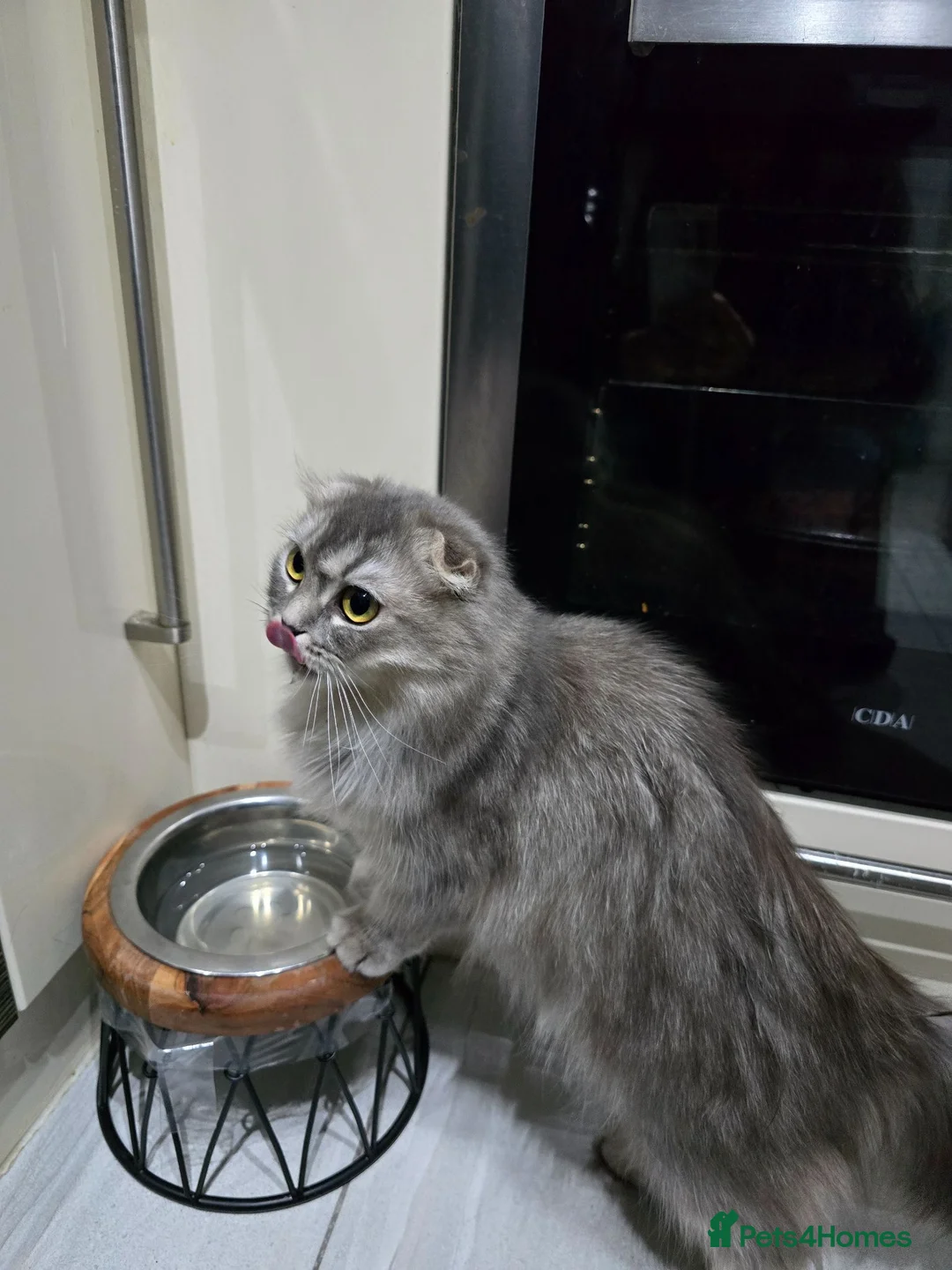 Scottish Fold cats for sale: Beautiful grey Female Scottish fold  - Advert 5