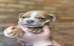 Mixed Breed dogs for sale: Bulldog de Bordeaux  - Image 24