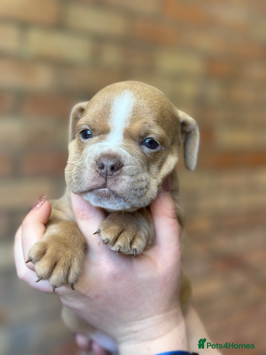 Mixed Breed dogs for sale: Bulldog de Bordeaux  - Image 24