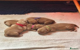 Golden Retriever dogs for sale: Working Golden Retriever pups - 1 BITCH REMAINING - Image 3