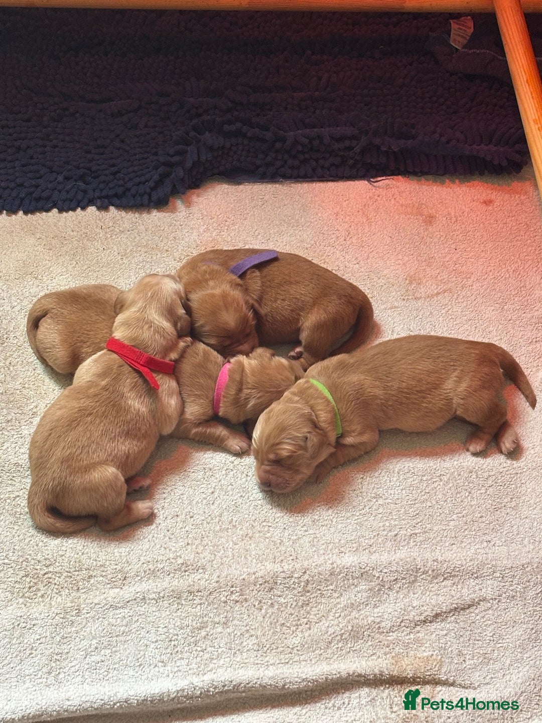 Golden Retriever dogs for sale: Working Golden Retriever pups - 1 BITCH REMAINING - Image 3