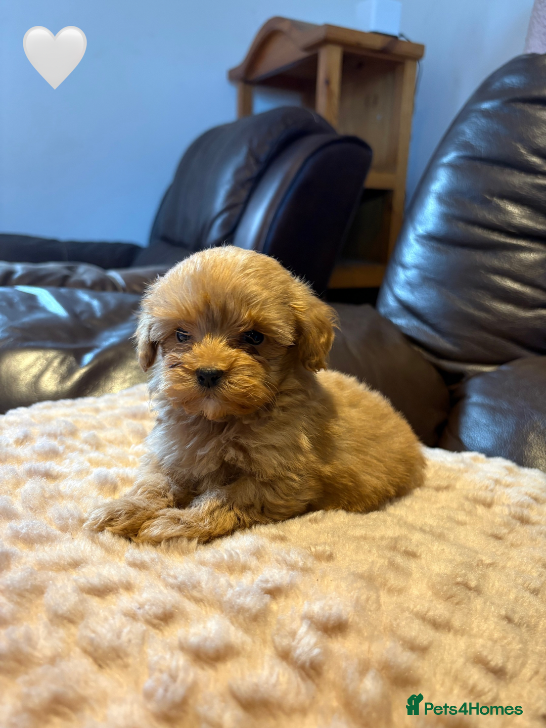 Cockapoo dogs for sale: Cockapoo Puppies (3/4 Toy Poodle/Cockapoo) - Image 8