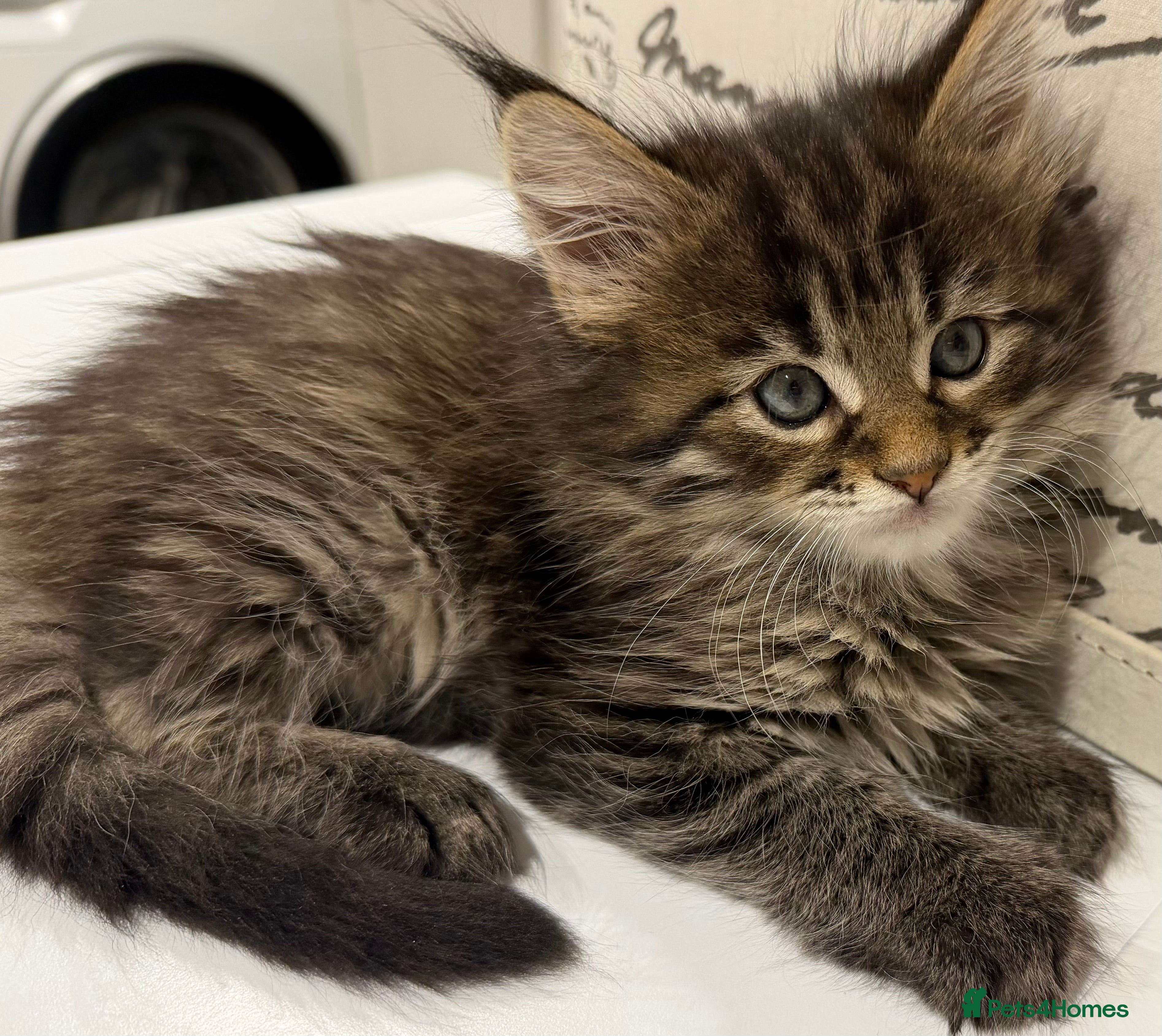 Maine Coon cats Maine coon kitten - Advert 10