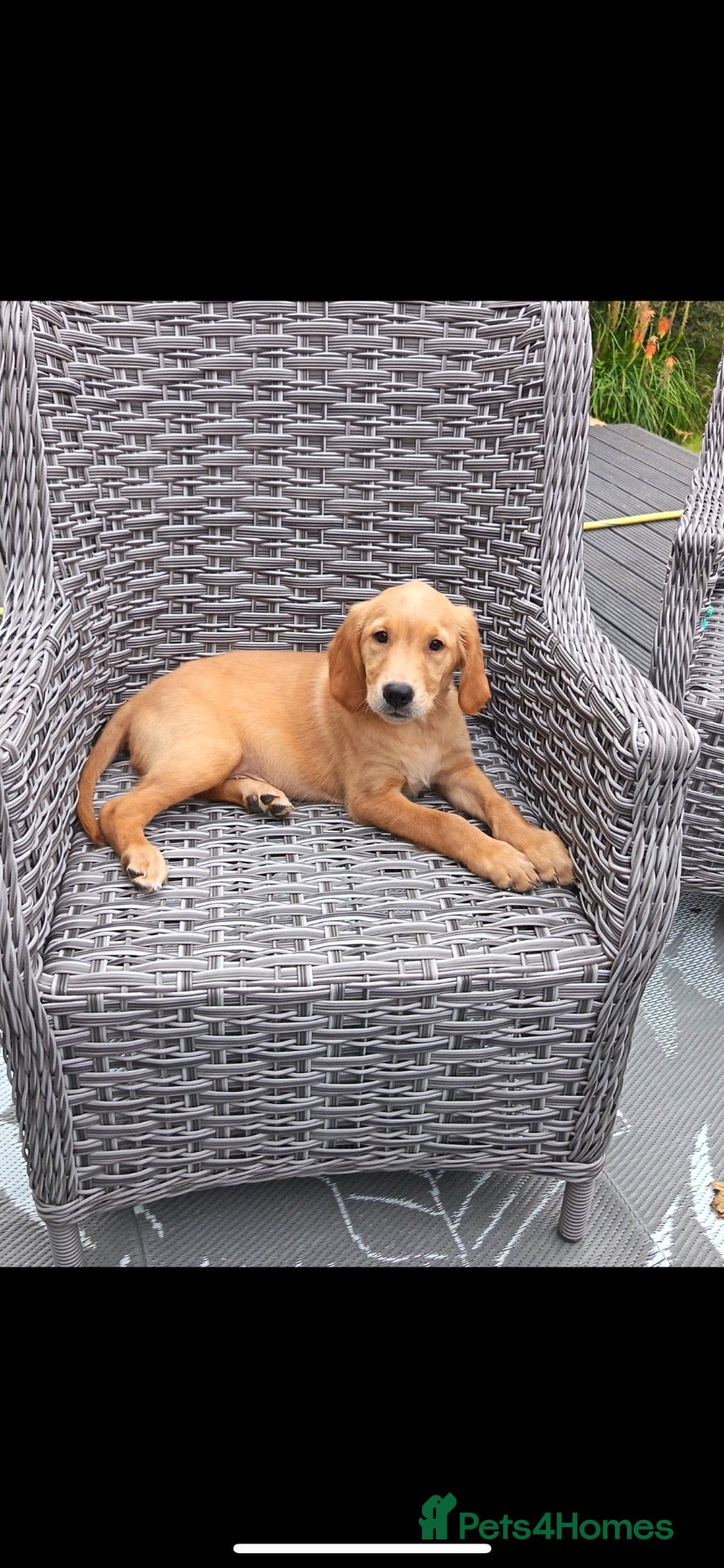 Golden Retriever dogs KC Fox Red Golden Retriever Puppies  - Advert 1