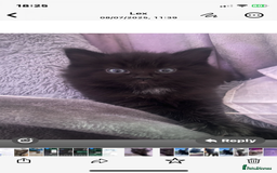 Mixed Breed cats for sale: Main coon x British shorthair  - Image 4
