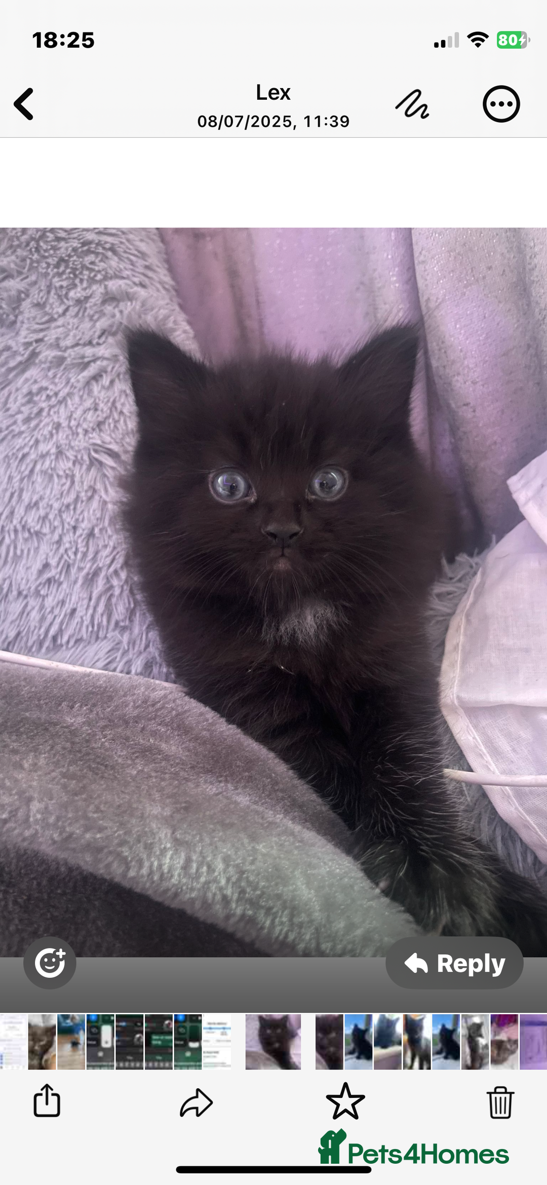 Mixed Breed cats for sale: Main coon x British shorthair  - Image 4