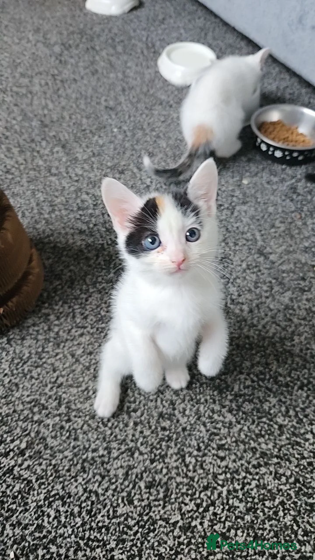 British Shorthair cats for sale: 1 female kitten  in Sheffield - Advert 2