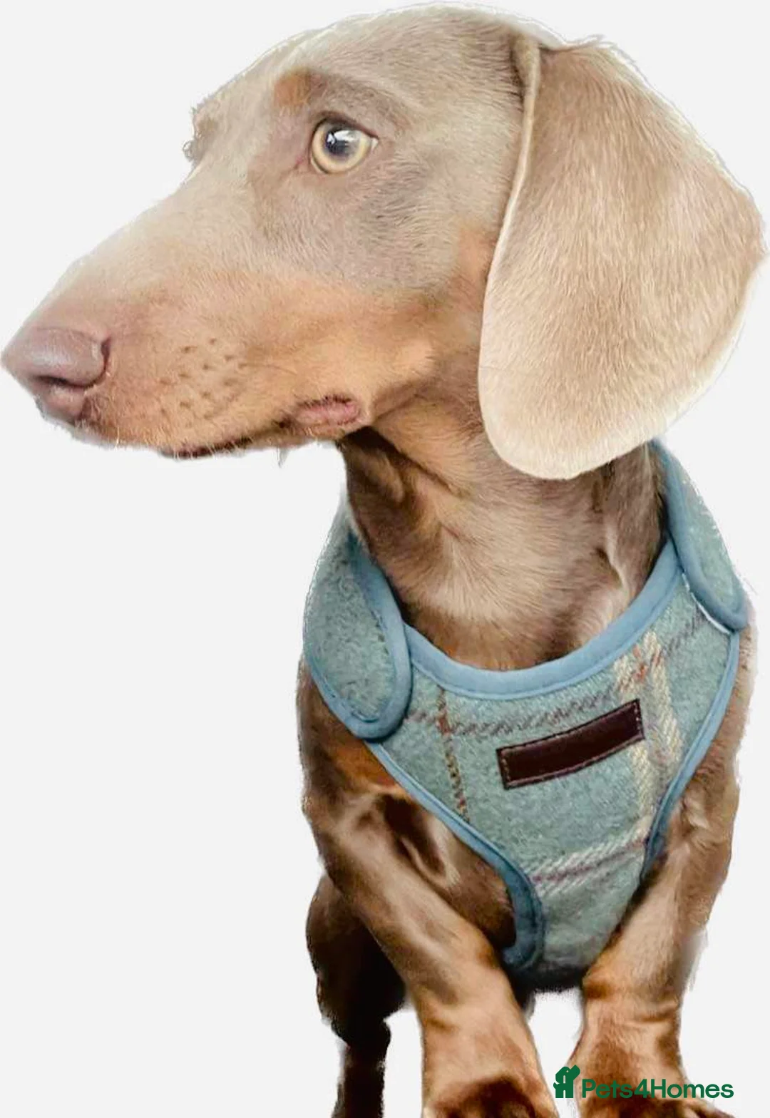 Miniature Dachshund dogs for stud: KCReg L/l1 CoI0% PRA DM & OI Clear ISABELLA STUD  in Gunnislake - Advert 11