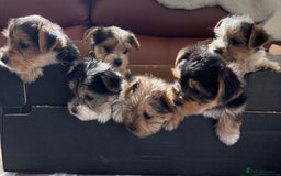 Mixed Breed dogs for sale: Yorkshire terrier/Jack Russell - Image 7