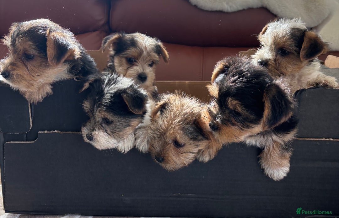 Mixed Breed dogs for sale: Yorkshire terrier/Jack Russell - Image 7