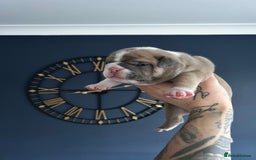 Mixed Breed dogs for sale: English bulldogs  - Advert 22