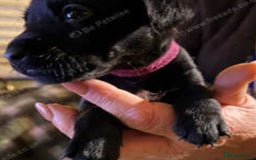 Patterdale Terrier dogs for sale: Patterdale puppies, good strong pups, home bred. - Image 14