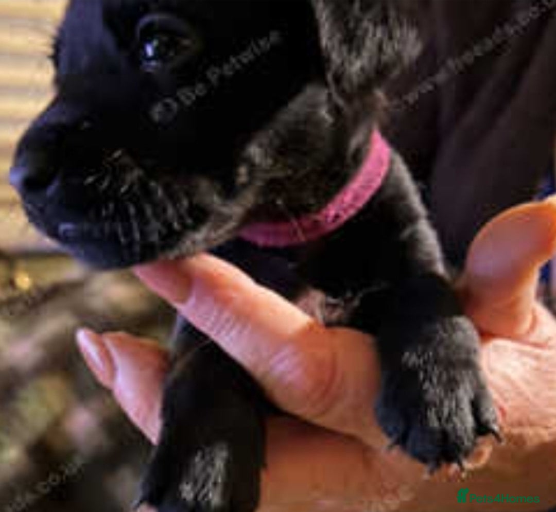 Patterdale Terrier dogs for sale: Patterdale puppies, good strong pups, home bred. - Image 14