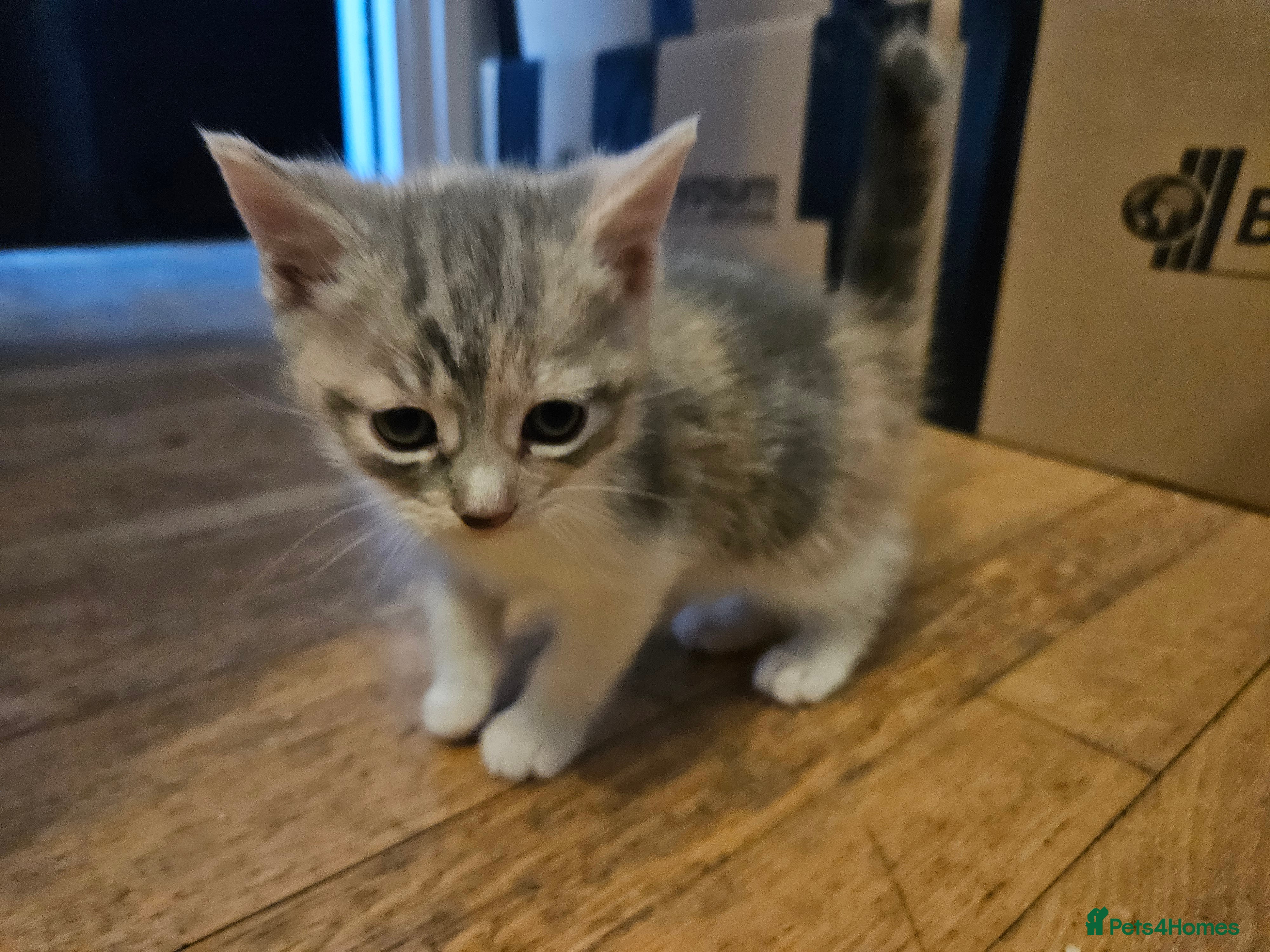 Mixed Breed cats Cute babies!😸😸😸 - Advert 6