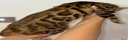Bengal cats for sale: Top quality pure breed Bengal boy available now in Watford - Advert 12
