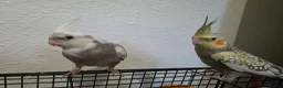 Cockatiels birds for sale: Cockatiel in Cardiff - Advert 3