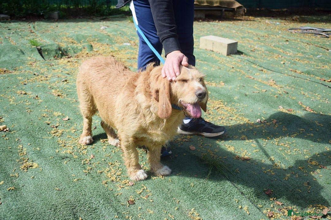 Basset Fauve De Bretagne dogs for adoption: Howie  - Image 5