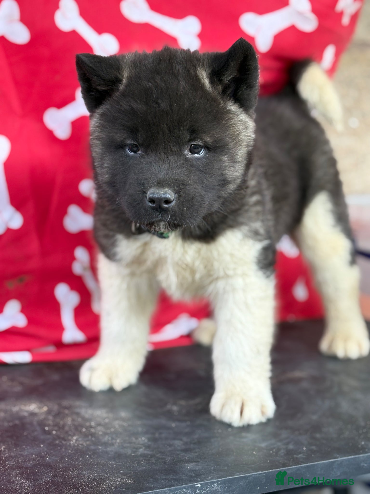 Akita dogs Quality KC registered American Akita Puppies - Advert 2