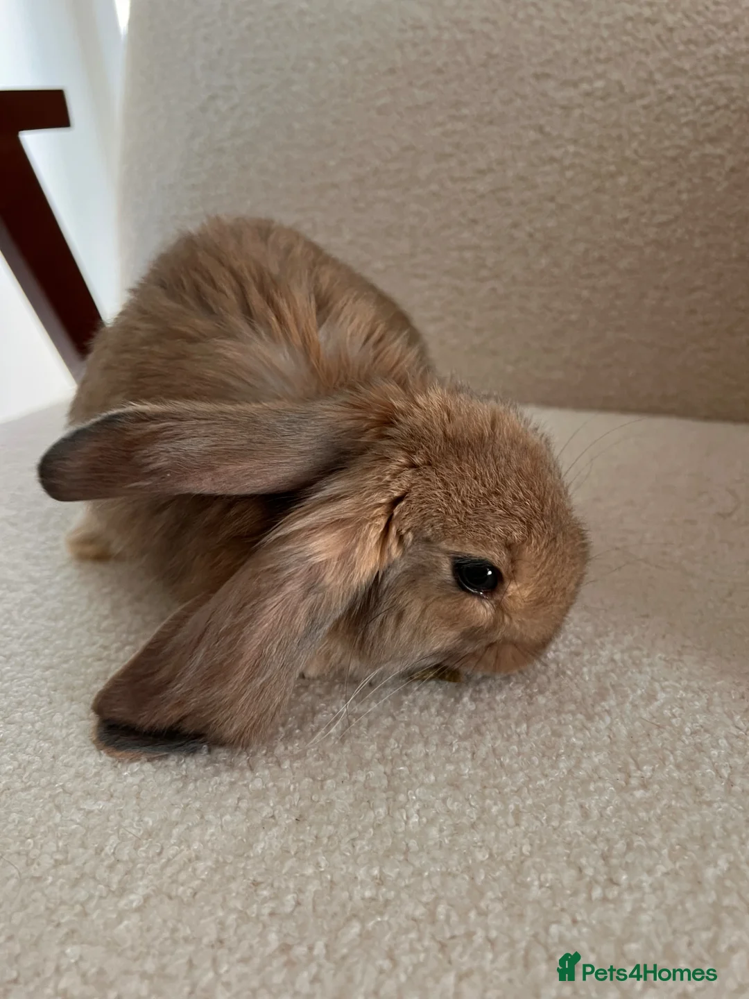 Mixed Breed rabbits for sale: Mixed Continental Giant & Lop baby bunny in London - Advert 2