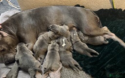 Staffordshire Bull Terrier dogs for sale: Stunning KC Blue Staffordshire Bull Terrier Pups - Image 1