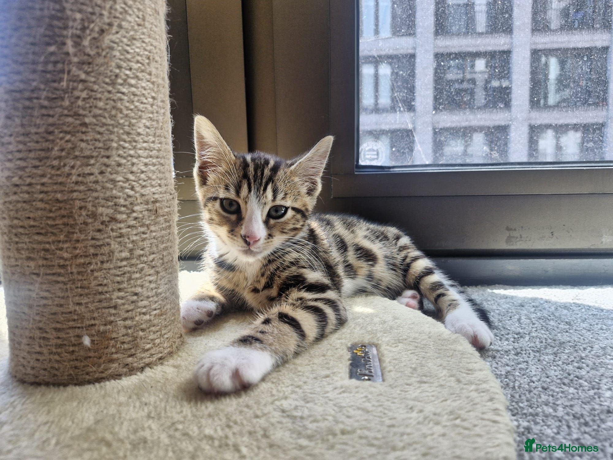 Bengal cats Bengal cross kitten - Advert 1