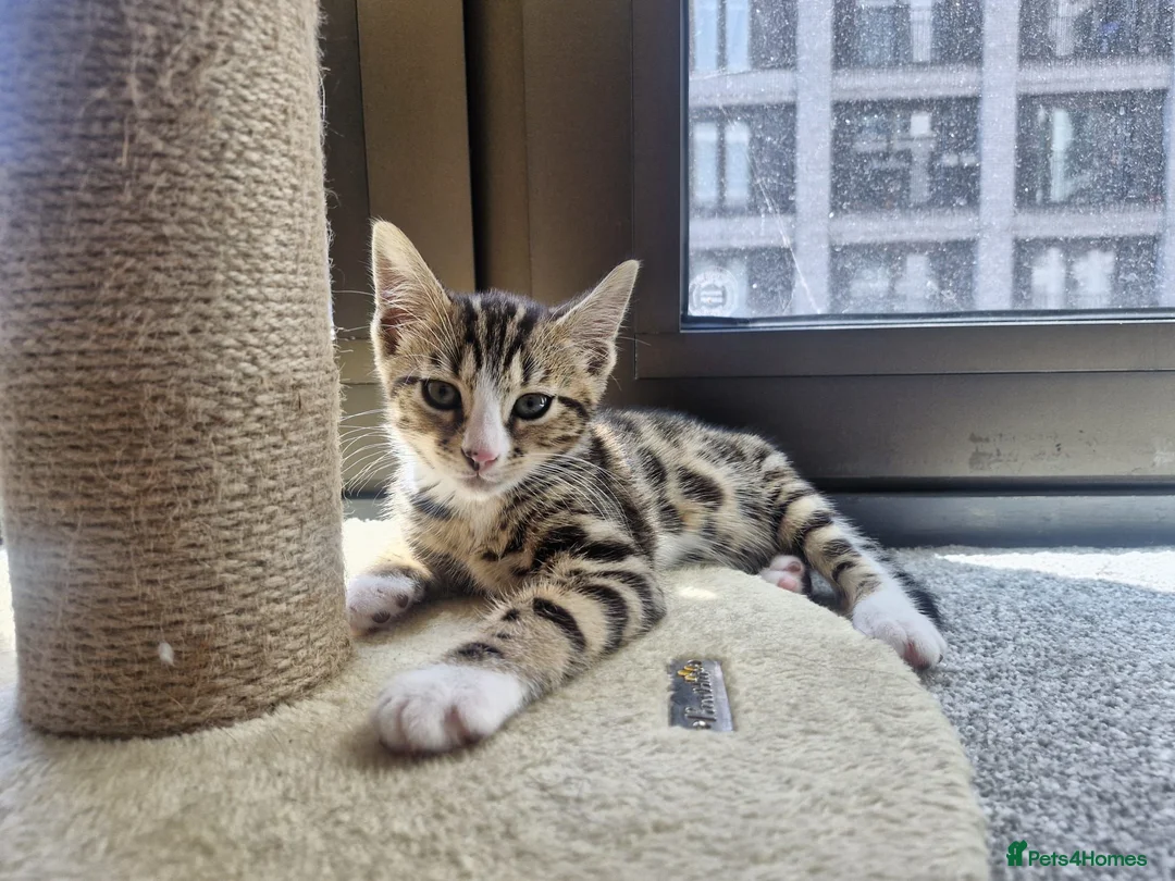 Bengal cats for sale: Bengal cross kitten - Advert 1