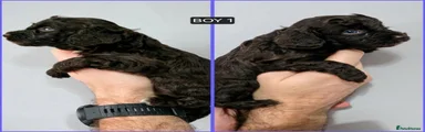 Boy 1