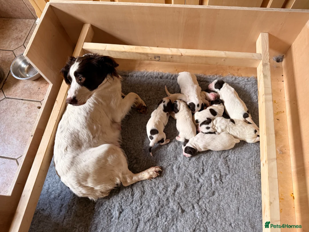 Sprocker dogs for sale: Sprocker Puppies - Advert 2