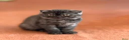 Scottish Fold cats for sale:  3 Full Pedigree Fold Girls        - Advert 25