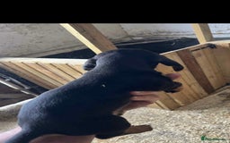 Dachshund dogs for sale: Dashounds pups  - Image 6