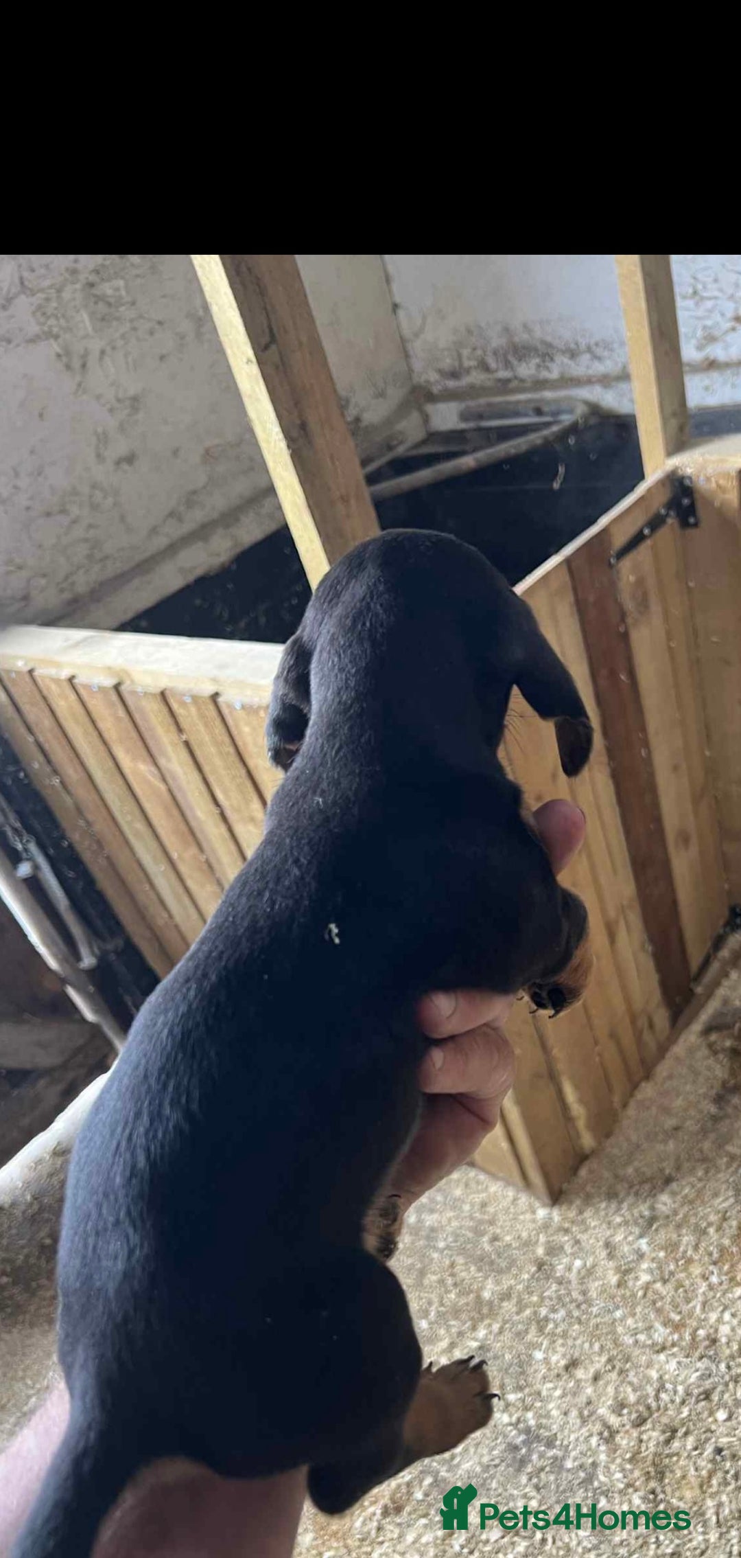 Dachshund dogs for sale: Dashounds pups  - Image 6