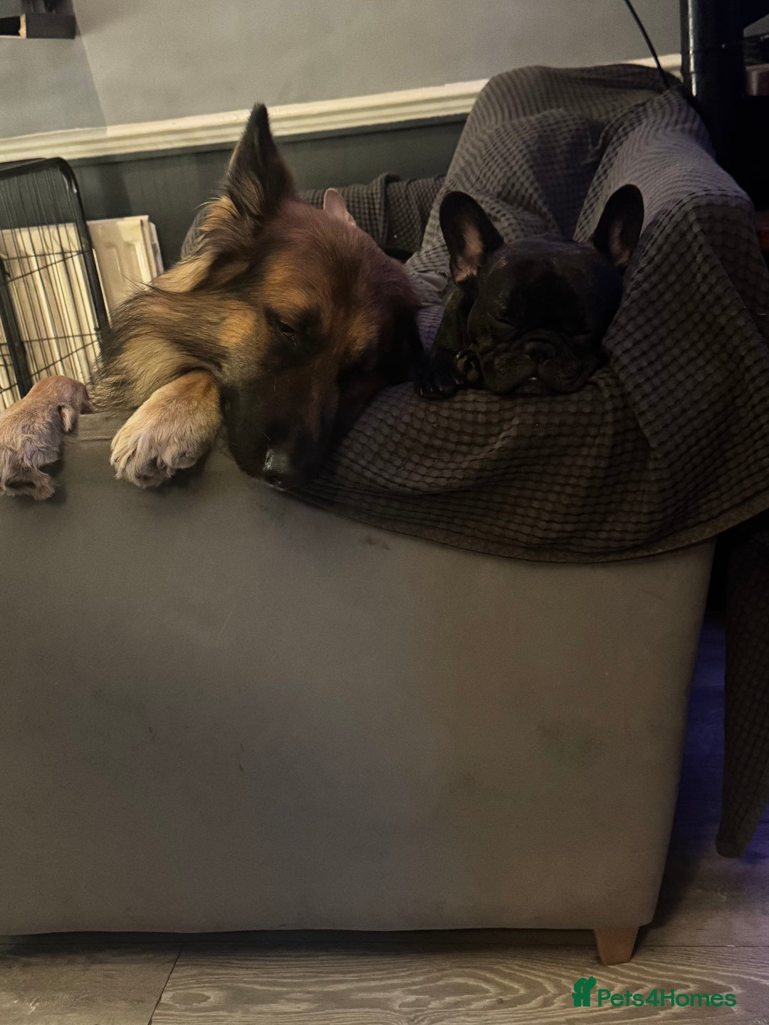 German Shepherd dogs for sale: Ready to meet your new best friend  - Advert 2