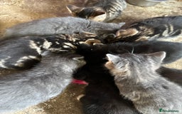 British Shorthair cats for sale: Beautiful kittens for sale - Image 28