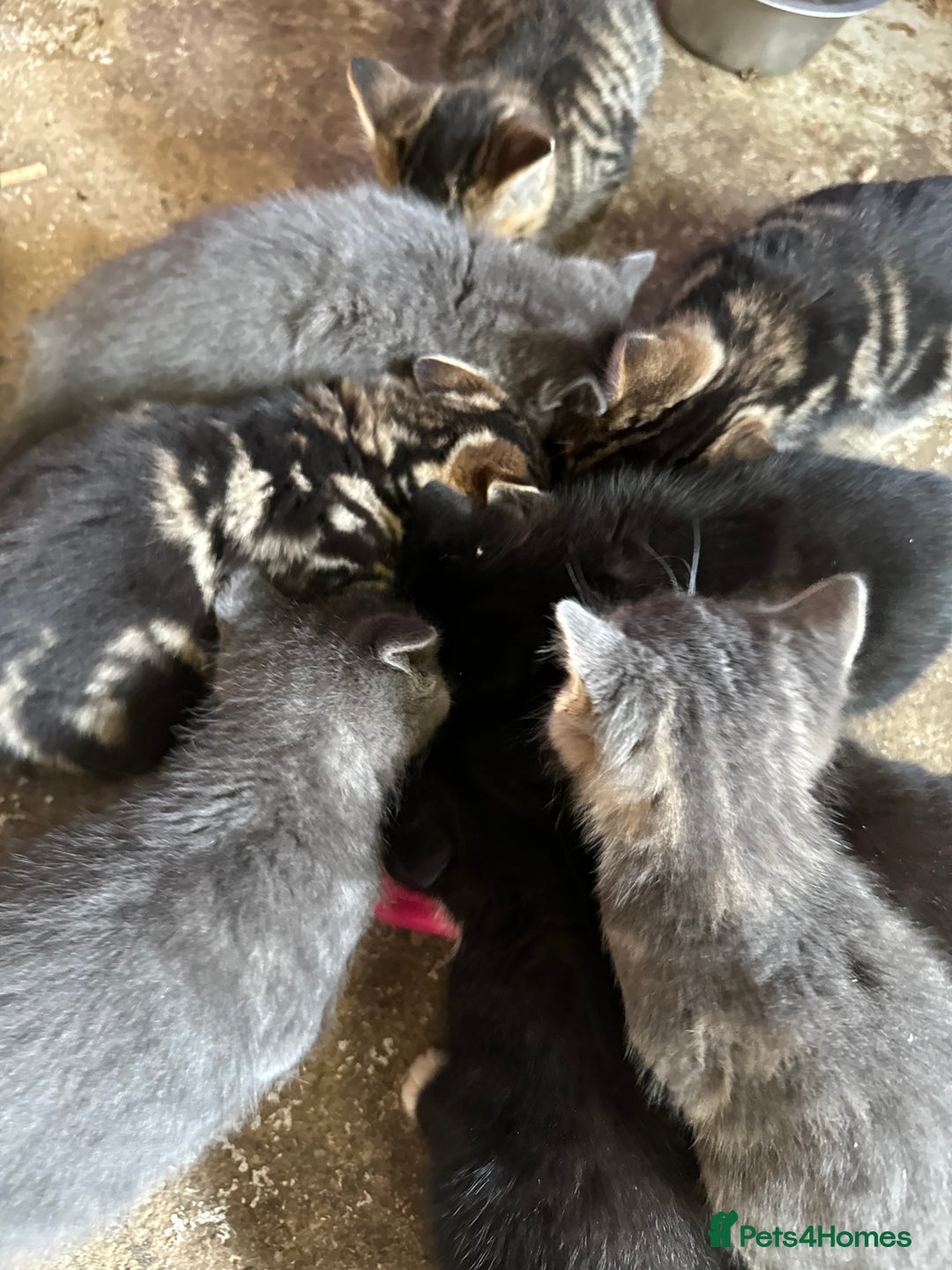 British Shorthair cats for sale: Beautiful kittens for sale - Image 28