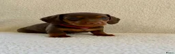 Miniature Dachshund dogs for sale: REDUCED £750 - Advert 12