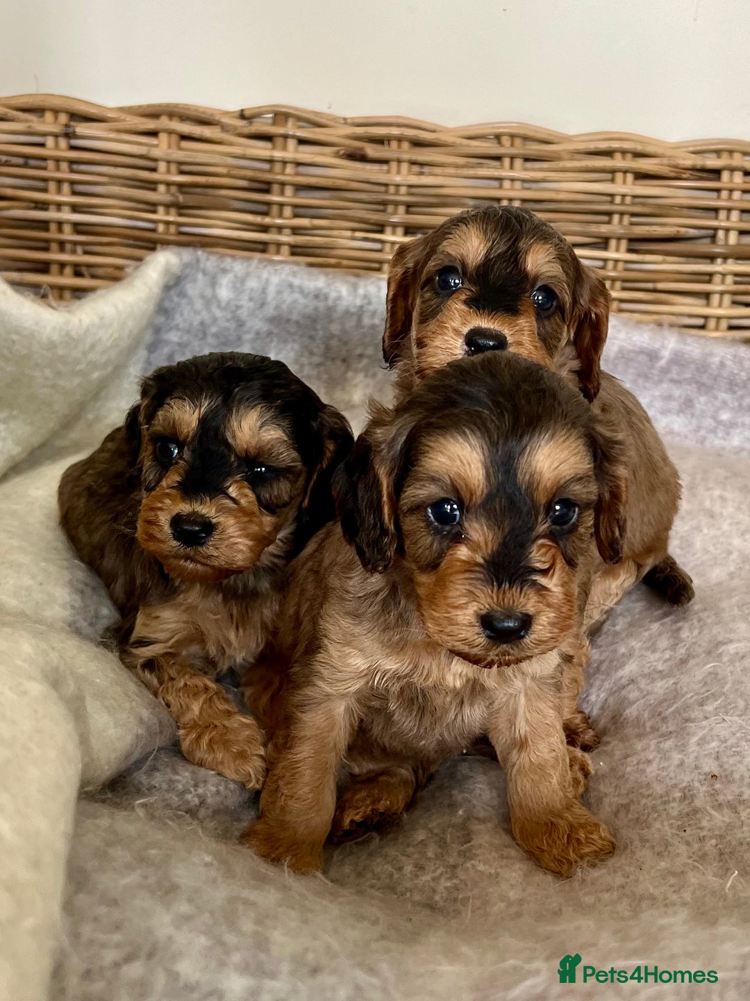Cockapoo dogs for sale: Cockapoo puppies  - Image 5