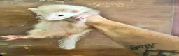 Ferret rodents for sale: Ferrets for sale  - Advert 5